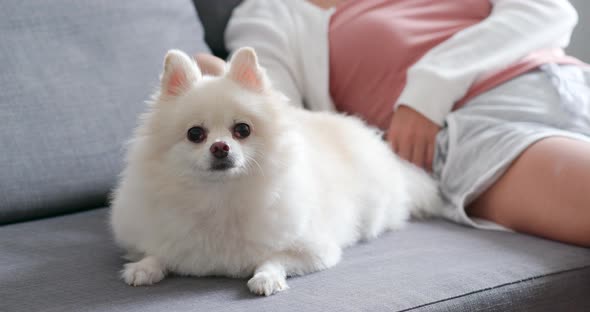 Pet owner touch on White pomeranian dog and sitting on couch