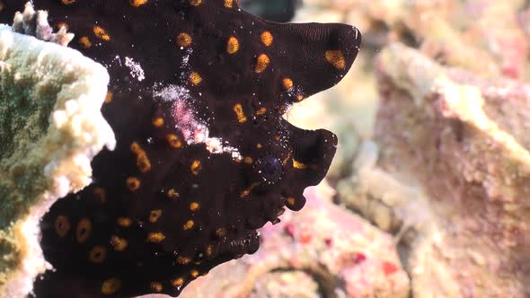 Black Frogfish ( Antennarius) with bright orange spots close up on coral reef