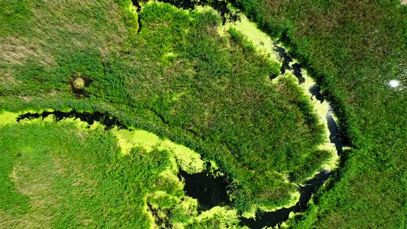 Blooming algae on river in summer. Aerial view of wildlife