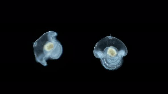 Larva of the Worm Heteronemertea at Pilidium Stage Under a Microscope