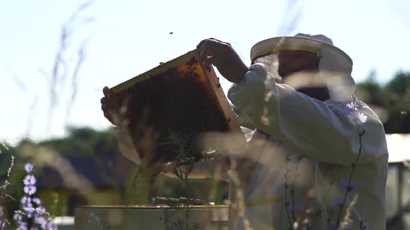 Skilled Beekeeper Inspecting Honeycomb Full of Bees on Frame To Control Situation in Bee Colony