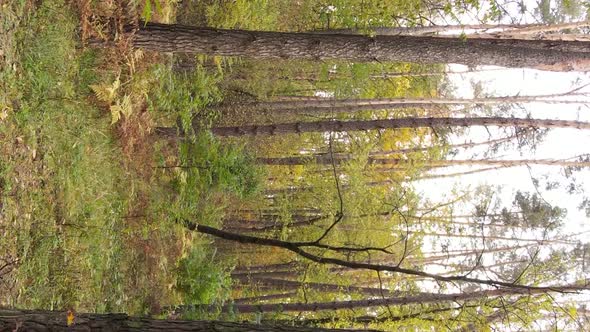 Vertical Video Autumn Forest with Trees in Ukraine Slow Motion