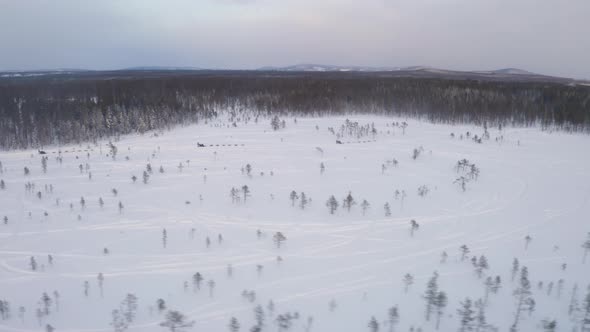 Group of running dogs racing across snowy white winter Lapland open landscape aerial view