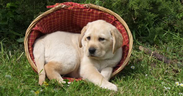 Yellow Labrador Retriever, Puppy Playing in a Basket, Normandy, Slow Motion 4K