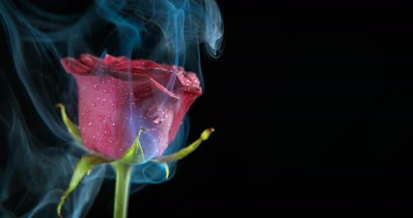 Rose Flower in Dark Room