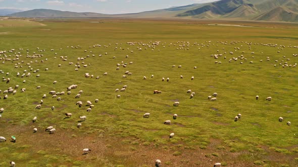 Grassland and sheep