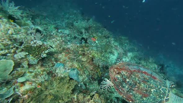 A beautiful Hawksbill sea turtle gracefully swimming over stunning coral reef in the coral triangle,