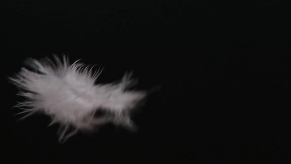 White feathers falling down over black background