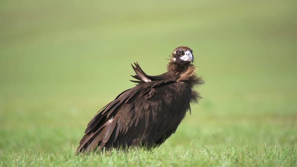 A Free Wild Vulture in Natural Habitat