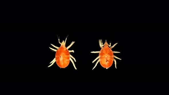 Predatory mite under microscope, Bdellidae family