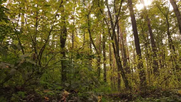 Forest with Trees in the Fall During the Day