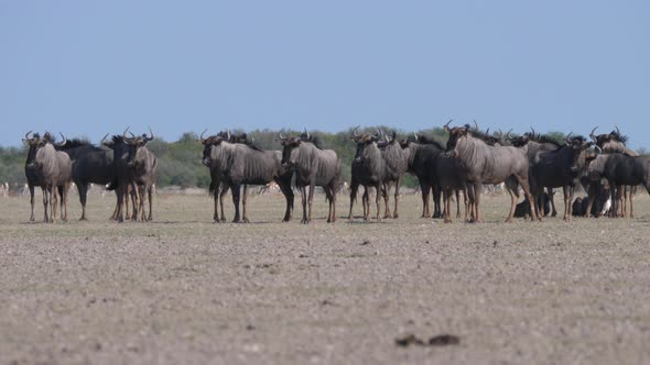 Herd of wildebeest on the savanna 