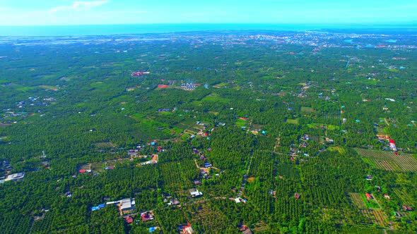 Aerial view of agriculture in coconut grove for cultivation