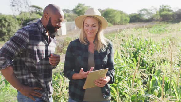 Video of happy diverse female and male with tablet in field on sunny day