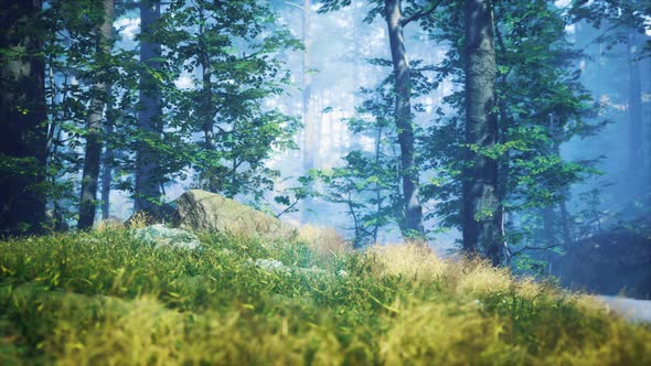 Green Grass in the Forest at Sunny Summer Morning