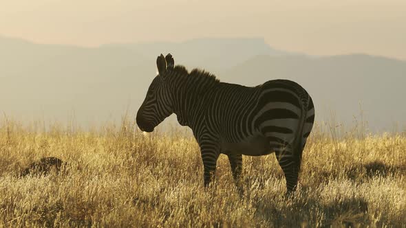 Cape Mountain Zebra In Early Morning Light