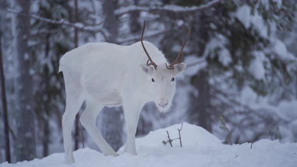 Slowmotion of a white reindeer with antlers standing still and looking around in snowy forest in Lap