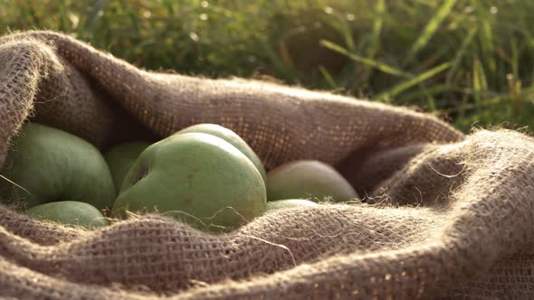 Sack of ripe green apples in a sack medium panning shot