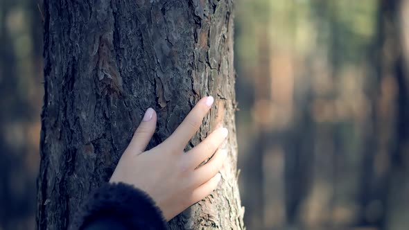 Woman Hands Sliding On Wood Bark.Wooden Bark Tree.Autumn Fall Nature Pine Forest.Tree Bark