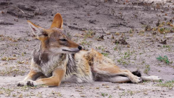 Black-backed Jackal Resting On The Ground And Breathing Heavily In The Kalahari Desert In Africa. -