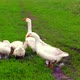 Family of White Animals Geese Go to Drink Water from the Liquid Clean Pond in Green Countryside - VideoHive Item for Sale