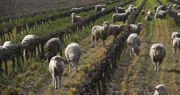 Domestic sheeps ( merinos d Arles), grazing in the vineyards, Occitanie, France