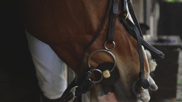 African American man putting bridle on the Dressage horse