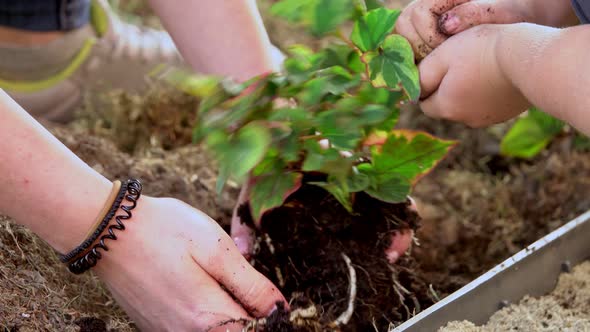 teenager and child hands helping plant flowers, working together in garden. Concept, green world