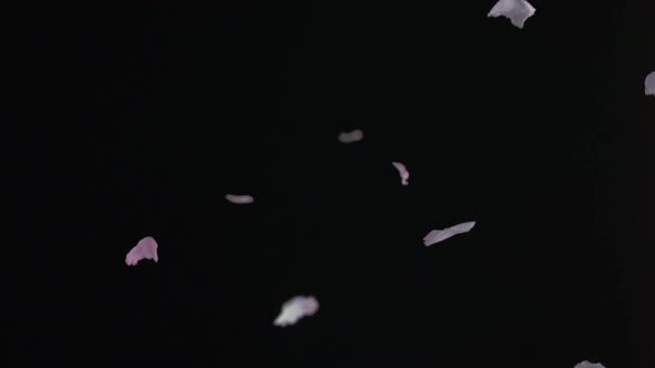 Cherry blossom petals falling, Slow Motion alt
