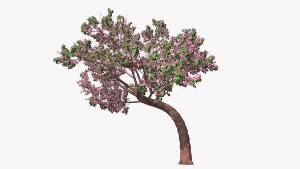 Four Season Tree Pink Flowers alt