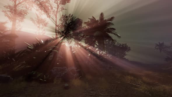 Sunset Beams Through Palm Trees