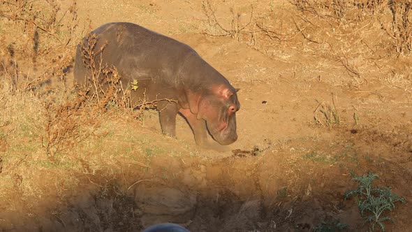 Hippopotamus Entering Water