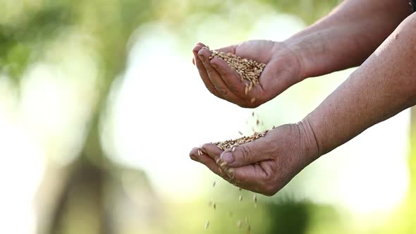 Slow motion the woman farmer s hands pour grain into field from hand to hand. Spring harvest