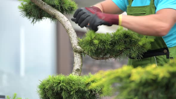 Gardener and Spring Plants Trimming