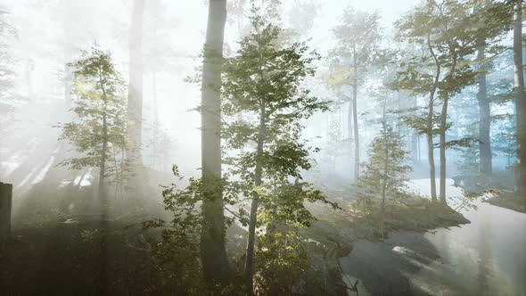 Sunlight in the Green Forest in Fog at Spring Time