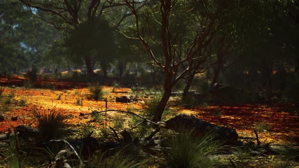 Red Sand Bush with Trees