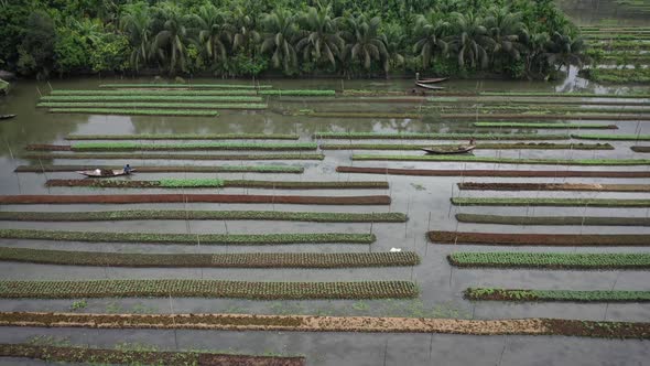 Aerial view of farmers doing the harvest in Banaripara, Barisal, Bangladesh.