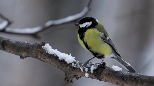 Great Tit Parus Major Is Sitting on Tree Branch in Winter Forest.