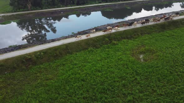 Drone view cows walk near the river