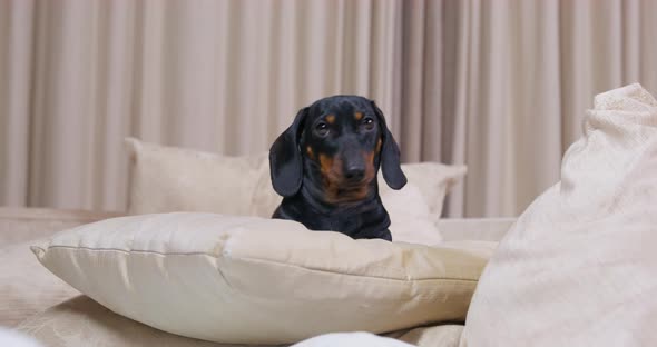 Dachshund Looks Around Room and Lies on Soft Bed Pillows