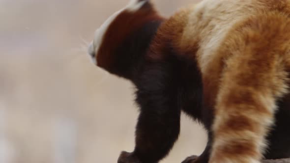 red panda shaking fur super slow motion 120fps