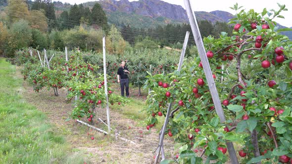 European male farmer walking in between fruit trees inspecting his crop - Static with ripe red apple