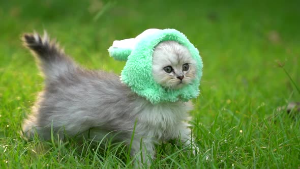 Cute Persian Kitten Wearing Rabbit Hat Walking In The Park