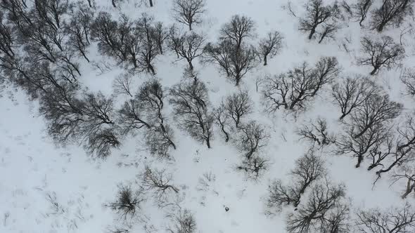 aerial top down of dead trees in winter covered in snow on mountains in japan