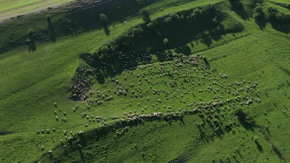 Aerial View of Sheep Grazing in the Pasture by Drone. Transylvania, Romania