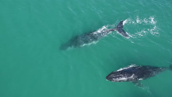 Aerial view of humpback whales.