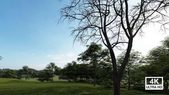 Dry Tree Standing On The Field