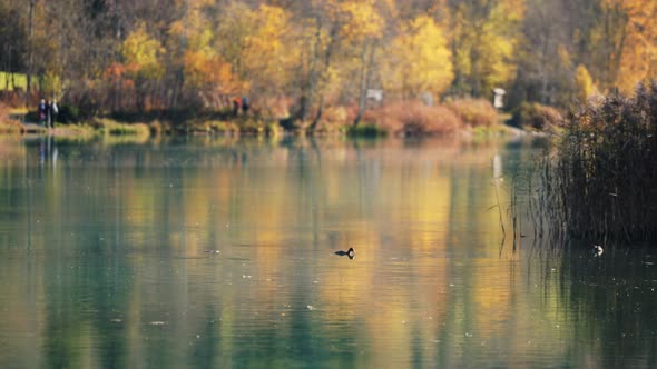 Drone Of Coots In Klammsee Reservoir In Autumn