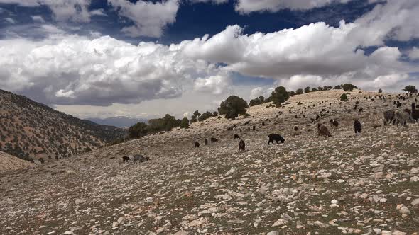 Herd of Scattered Mixed Color Goats Grazing on Mountain
