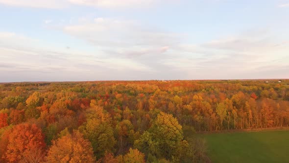 High angle aerial view of flat farmland and hardwood forest full of Autumn colors. Bright red, orang